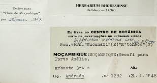 Image result for Hippocratea volkensii