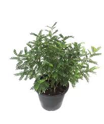 Image result for Zanthoxylum lindense