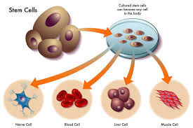 Stem Cell Injections Atlanta Orthopedic Atlanta Spine Center