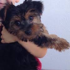 Check spelling or type a new query. Morkie Maltese Yorkie Puppy Female For Sale In Miami Florida Classified Americanlisted Com