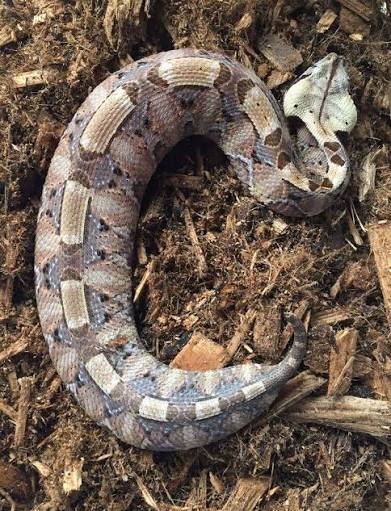 MAYBE YOU MISSED THIS F**KING VIPER SNAKE Sâu bướm... à nhầm! Rắn hổ lục  Gaboon (Gaboon Viper) là một chiếc rắn đáng yêu, đây là một số info thú vị  của em