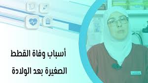 محاذير عند ولادة القطط في المنزل Youtube