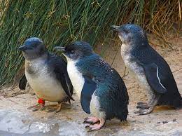 Little Blue Fairy Penguins Animals Australian Animals List Penguin Pictures