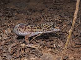 野生のヒョウモントカゲモドキを探す - Ones habitat Blog