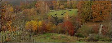 The species name is also sometimes spelled neandertal, because that is the modern german spelling of the valley's name. Neandertal Mit Urrindern Foto Bild World Deutschland Westfalen Bilder Auf Fotocommunity