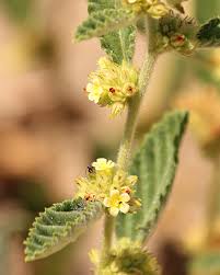 Image result for Waltheria indica