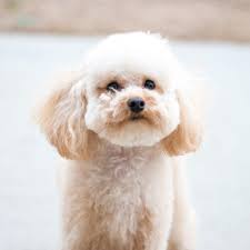 Image result for poodle