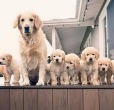 Breed and raised in a loving farm setting. Golden Golden Retriever Puppies For Sale Near Me Facebook