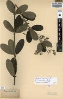 Image result for Tacazzea