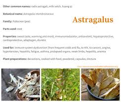 Astragalus Health Benefits