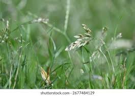 Image result for Eragrostis pilosa