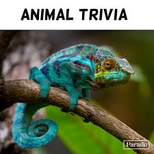 Oct 25, 2021 · for a round of trivia that takes you from useless animal facts, to seriously, useless state laws, check out this list of useless random trivia questions and answers. 100 Animal Trivia Questions With Answers For Kids Adults