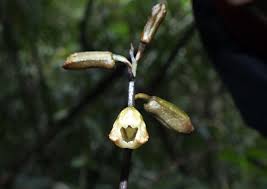 Image result for Gastrodia rwandensis