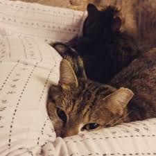 No wonder why farmers used and use these animals as pets. Do Cats Eat Roaches Is It Safe For Cats To Hunt Kill Cockroaches