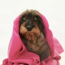 Dachshund Wirehaired Wire Haired Dachshund Funny Dachshund Dachshund Lovers