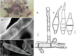 Image result for Lindackeria fragrans