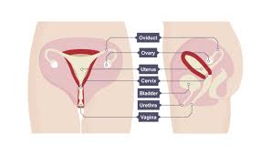 Female reproductive system diagram | quizlet start studying female reproductive system (external view) with diagrams. Igcse Biology 2017 3 8 Understand How The Structure Of The Male And Female Reproductive Systems Are Adapted For Their Functions