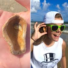 Amanda Collett Amanda's Ocean Treasures