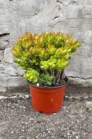 Image result for Crassula zombensis
