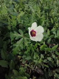 Image result for Hibiscus rhabdotospermus