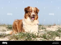 Chien Berger Australien Aussie  adulte (rouge) situées dans des dunes  Photo Stock - Alamy