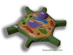 This 80 slide powerpoint presentation includes information regarding the cell theory and the structure of eukaryotic cells. Make A Model Of A Plant Or Animal Cell Science Projects