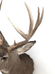 Every mount is a trophy! Lot 10 Point Mule Deer Shoulder Mount