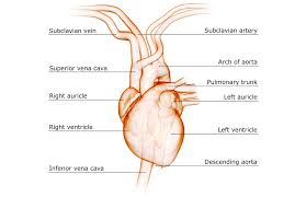 A condition which arises spontaneously or as the result of trauma, where the walls of the artery are split, leading to internal bleeding and disruption of blood flow. Subclavian Artery Anatomy Function And Significance