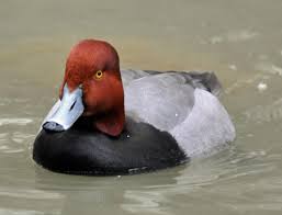 Enjoy our hd porno videos on any device of your choosing! Redhead Bird Wikipedia