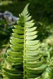 Image result for Lonchitis