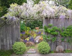 The wisteria in a pot will now branch out in a rounded shape. Promoting Wisteria Bloom Part 1 Seattle S Favorite Garden Store Since 1924 Swansons Nursery