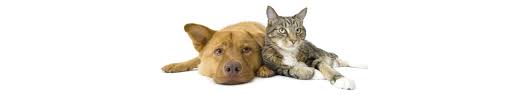It is our commitment to provide quality veterinary care throughout the life of your companion animal. Whole Pet Clinic Madison Wi Home