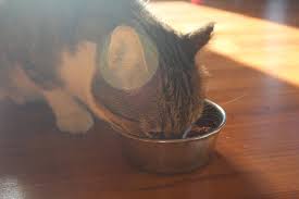 Ice cream should be one of the more popular foods for humans. Can Cats Or Kittens Eat Ice Cream