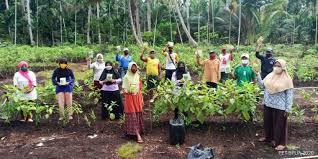 Rimpang yang sudah dipersiapkan harus dijemur terlebih dahulu hingga setengah kering. Petani Riau Dapat Manfaat Dari Budidaya Jahe Merah Republika Online