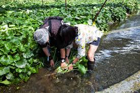 Temperatures below 40°f may slow growth and temperatures below 27°f can kill the entire plant. Daio Wasabi Farm All About Real Fresh Wasabi The Soup Spoon