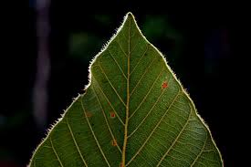 Image result for Dipterocarpaceae