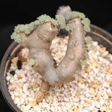 Image result for Lycopodiella sarcocaulon
