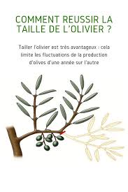 Comment Reussir La Taille De L Olivier Olivier En Pot Arbre Olivier Bouture Olivier