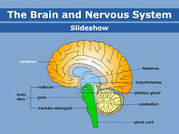 Arranged in pattern similar to that of muscle organs: Brain And Nervous System For Parents Nemours Kidshealth