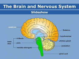 The nervous system is made up of the brain, the spinal cord, and a large network of nerves that covers all parts of the body. Brain And Nervous System For Parents Nemours Kidshealth