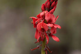 Image result for Indigofera dimidiata