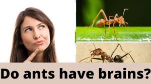 Animal emotion is a complicated arena, but it seems the scales are slowly tipping toward the opinion that animals do have emotions, although some plus, many proponents for animal emotions say that if you compare the portions of the brain that get fired up when people experience emotions to those. Do Ants Have Brains Do Ants Have Brains And Hearts 20 Surprising A Ants Brain And Heart Brain