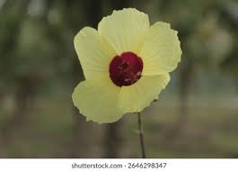 Image result for Hibiscus diversifolius