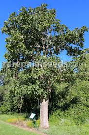 Image result for Kigelia africana