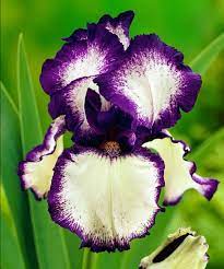 Iris Loop The Loop Iris Flowers Flowers Perennials Flower Seeds