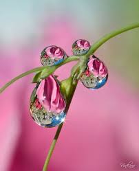 Tell the story of a summer rain reflected in the water drops falling on flowers. Nevena Uzurov End Of May Dew Drops Water Reflections Water Droplets