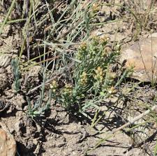 Image result for Thesium goetzeanum