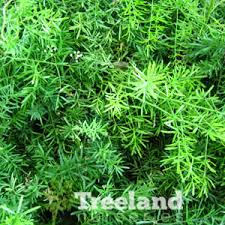 Image result for A. densiflorus Sprengeri