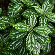 Image result for Pilea bambuseti
