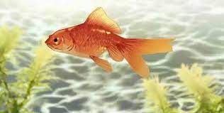 Pin De Ciel Shiota En